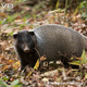Illustration for article titled Monday Mustelid - Meles leucurus Edition